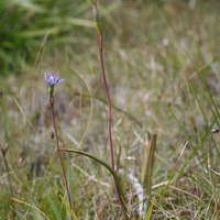 Slender Sun-orchid