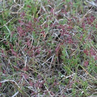 Common Raspwort