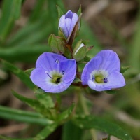 Slender Speedwell