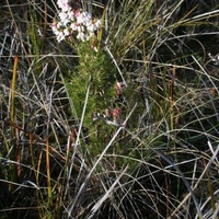 Spanish Heath