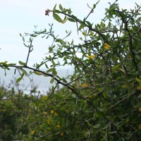 African Boxthorn