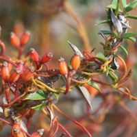 Slender Dodder-laurel