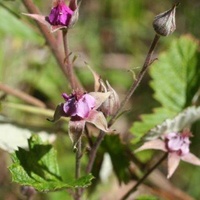 Native Raspberry