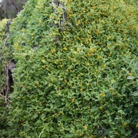 Bower Spinach