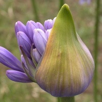 Agapanthus