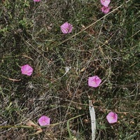 Blushing Bindweed