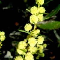 Spreading Wattle