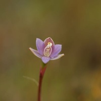 Slender Sun-orchid