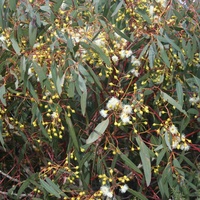 Bellarine Yellow Gum