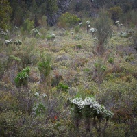 Cypress Daisy-bush