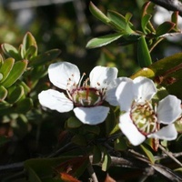 Silky Teatree or Heath Teatree