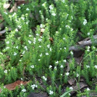 Common Woodruff