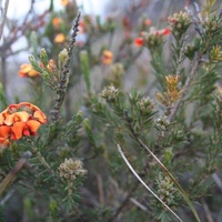 Grey Parrot-pea