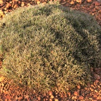 Matted Bog-sedge