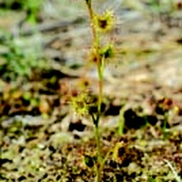 Pale Sundew