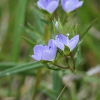 Slender Speedwell