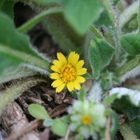 Austral Bear's Ear