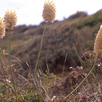 Feather Heads