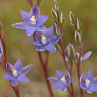 Trim Sun-orchid