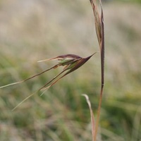 Kangaroo Grass