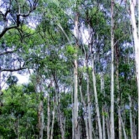 Blue Gum