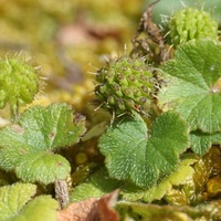 Stinking Pennywort