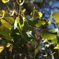 Bellarine Yellow Gum