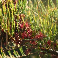 Dwarf Sheoak