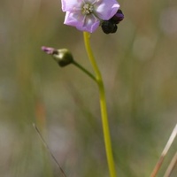 Tall Sundew