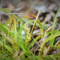 Short-stem Sedge