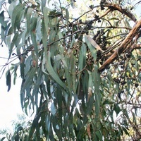 Anglesea Grey Gum