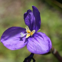 Long Purple-flag