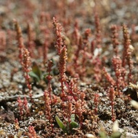 Australian Crassula / Stonecrop