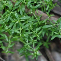 Prickly Starwort