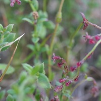 Common Raspwort