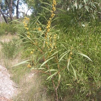 Golden Wreath Wattle