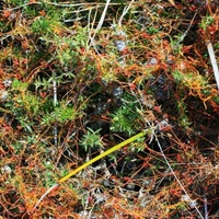 Slender Dodder-laurel