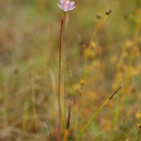 Slender Sun-orchid