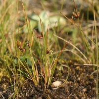 Shiny Bog-sedge