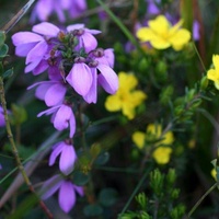 Pink Bells