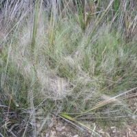 Grey Tussock-grass