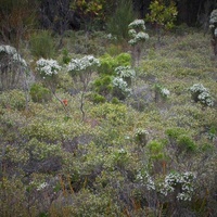 Cypress Daisy-bush