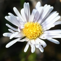 Wet-heath Daisy