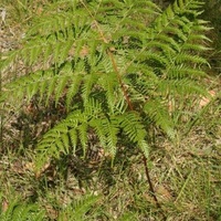 Austral Bracken