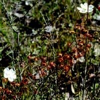 Climbing Sundew