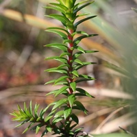 Common Heath