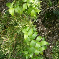 Bridal Creeper