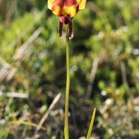 Wallflower Orchid, Donkey Orchid