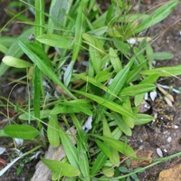 Creeping Cudweed