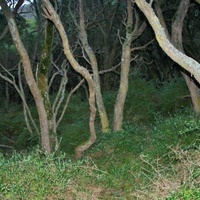 Seaberry Saltbush